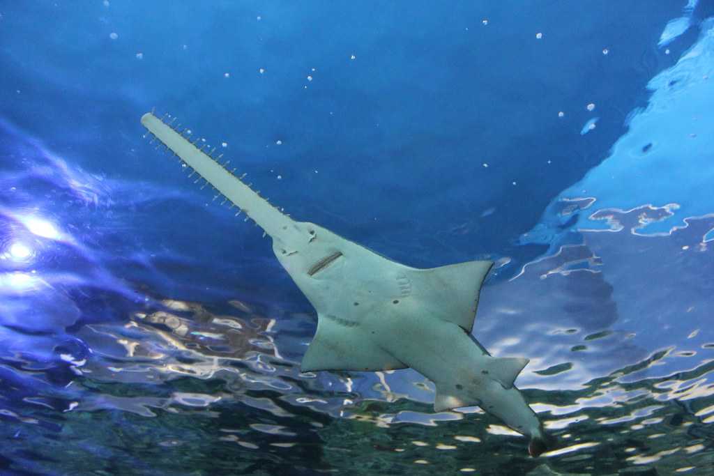 Sydney-sydney-aquarium Shark swims in the Sydney Aquarium